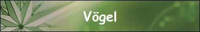 Vgel