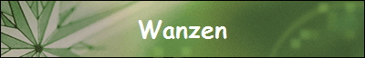 Wanzen