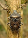 000_Gartenwanze_Rhaphigaster nebulosa