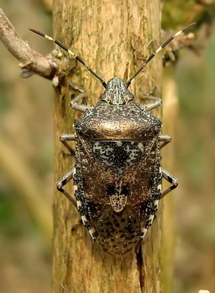000_Gartenwanze_Rhaphigaster nebulosa