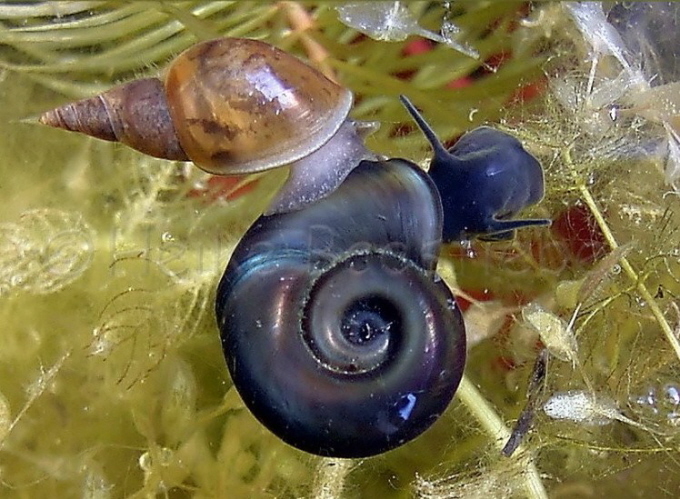 001_Spitzschlammschnecke_Lymnaea stagnalis und Posthornschnecke_Planorbarius corneus