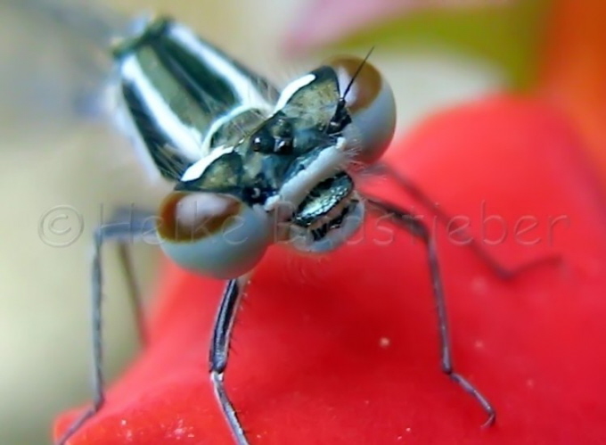 002_Blaue Federlibelle_Platycnemis pennipes