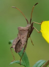 002_Lederwanze-Saumwanze_Coreus marginatus