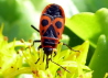 004_Feuerwanze_Pyrrhocoris apterus