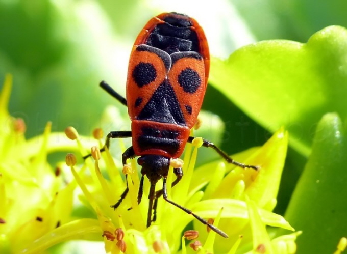 004_Feuerwanze_Pyrrhocoris apterus
