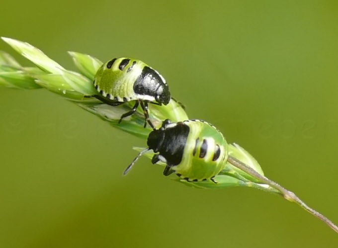 008_WanzenKinder