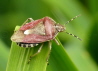 009_Beerenwanze_Dolycoris baccarum