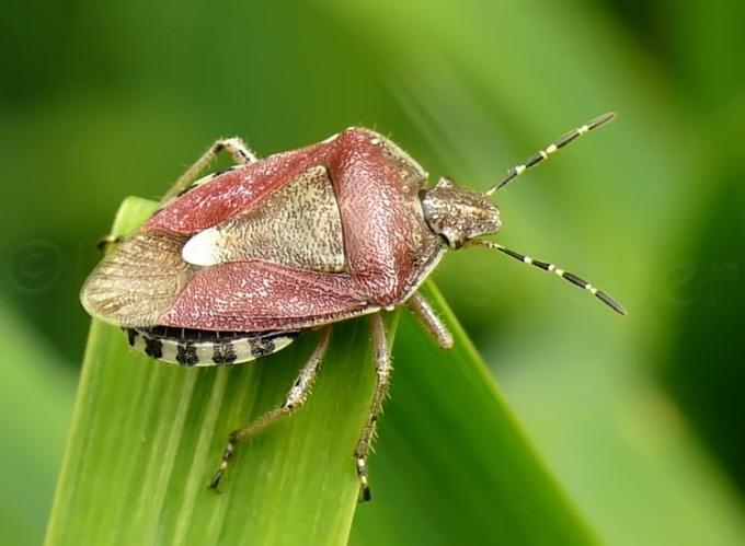 009_Beerenwanze_Dolycoris baccarum