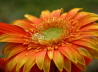 00_Gerbera