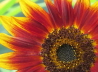 00_Sonnenblume_Abendsonne_Helianthus annuus