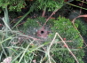 00_Wohnraum_Labyrinthspinne _Agelena labyrinthica_oder Allagelena gracilens