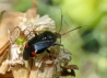 011_Dreiecks-Weichwanze_Deraeocoris ruber