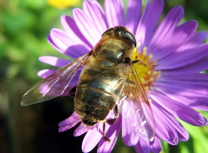 014_Keilfleckschwebfliege_Eristalis pertinax