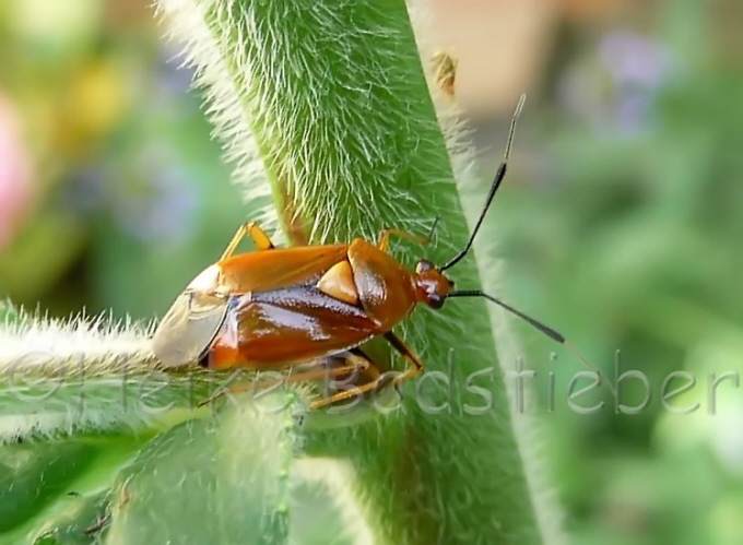 017_Beifu-Weichwanze_Lygus gemellatus