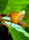 019_Riesenkreuzspinne_Araneus grossus