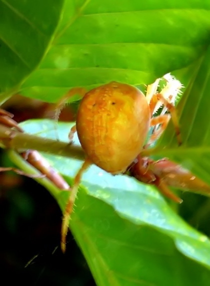 019_Riesenkreuzspinne_Araneus grossus