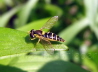 019_Schwebfliege_Syrphidae