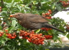 Amsel-Schwarzdrossel