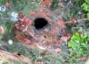 01_Hhle_Labyrinthspinne _Agelena labyrinthica_oder Allagelena gracilens