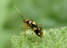 020_Gepunktete Nesselwanze_Liocoris tripustulatus