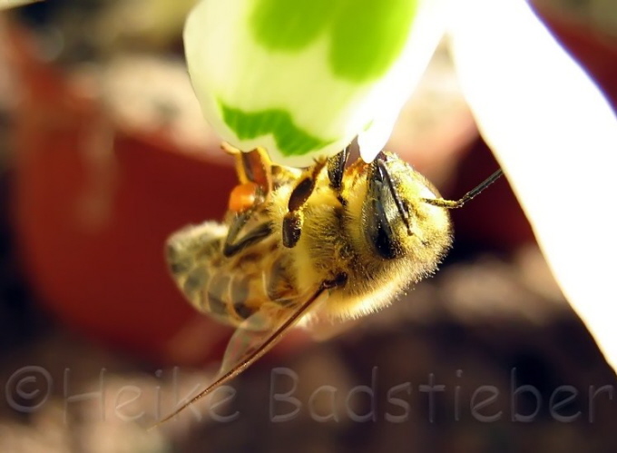 021_Bienchen