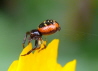 021_Sdliche Glanz-Krabbenspinne_Synaema globosum