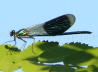 023_Blauflgel-Prachtlibelle_Calopteryx virgo