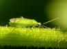 023_Weichwanze_Macrolophus pygmaeus