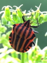 024_Streifenwanze_Graphosoma lineatum