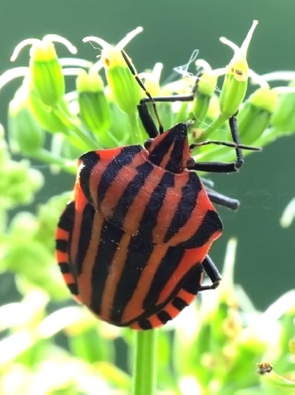 024_Streifenwanze_Graphosoma lineatum