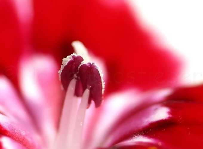 02_Bartnelke_Dianthus barbatus