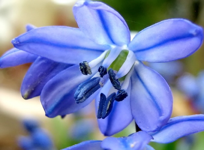 02_Blausternchen_Scilla siberica