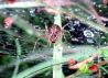 02_Labyrinthspinne _Agelena labyrinthica_oder Allagelena gracilens