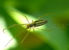 030_Streckerspinne_Tetragnatha extensa