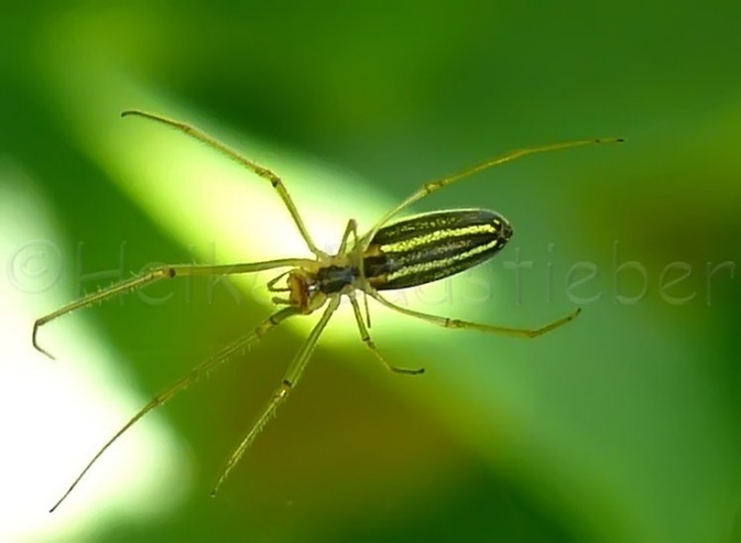 030_Streckerspinne_Tetragnatha extensa