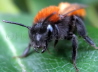 031_Goldbiene_Fuchsrote Erd-Sandbiene_Andrena fulva