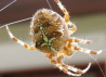 034_Radnetzspinne_Gartenkreuzspinne_Araneus diadematus