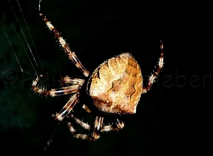 036_Gehrnte Kreuzspinne_Araneus angulatus