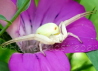 037_Vernderliche Krabbenspinne_Misumena vatia