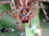 03_Labyrinthspinne _Agelena labyrinthica_oder Allagelena gracilens