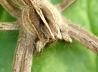 03_Listspinne_Pisaura mirabilis