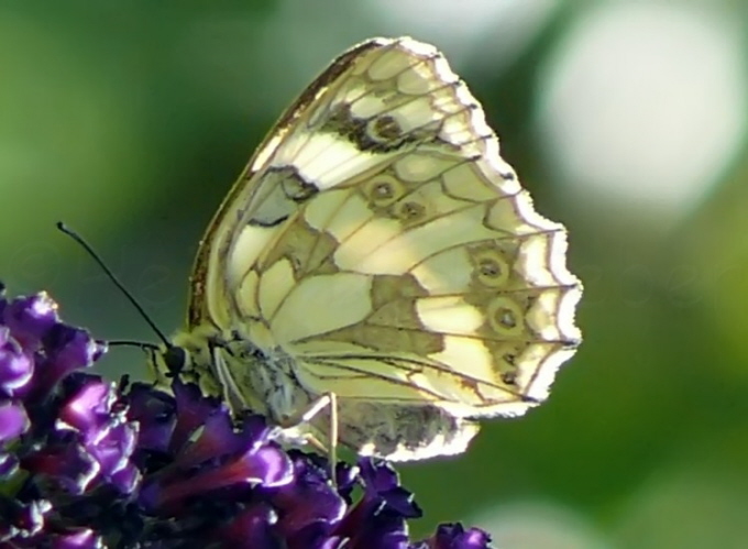 03_Schachbrettfalter_Melanargia galathea