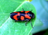 046_Blutzikade_Cercopis vulnerata