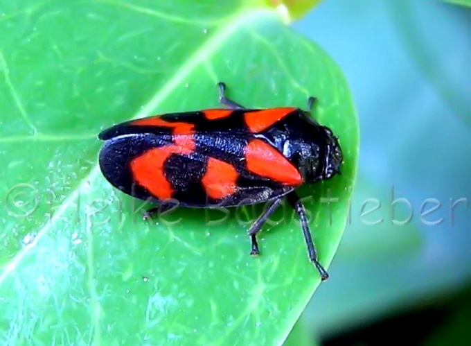 046_Blutzikade_Cercopis vulnerata