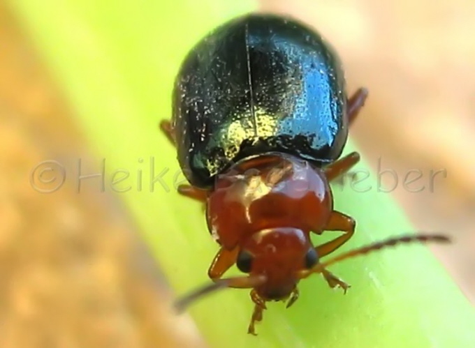 047_Blattkfer_Chrysomelidae