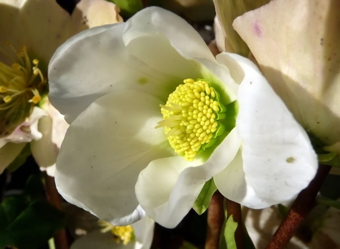 04_Christrose_Helleborus niger-Joseph Lemper