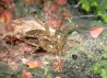 04_Labyrinthspinne _Agelena labyrinthica_oder Allagelena gracilens