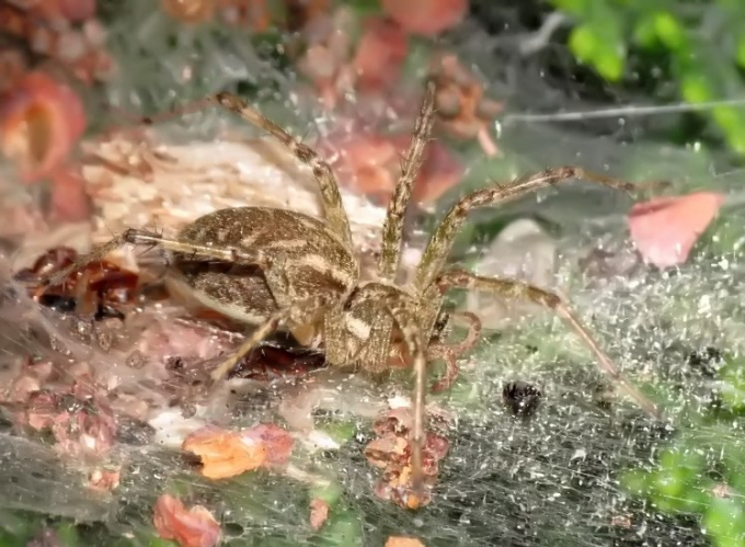 04_Labyrinthspinne _Agelena labyrinthica_oder Allagelena gracilens