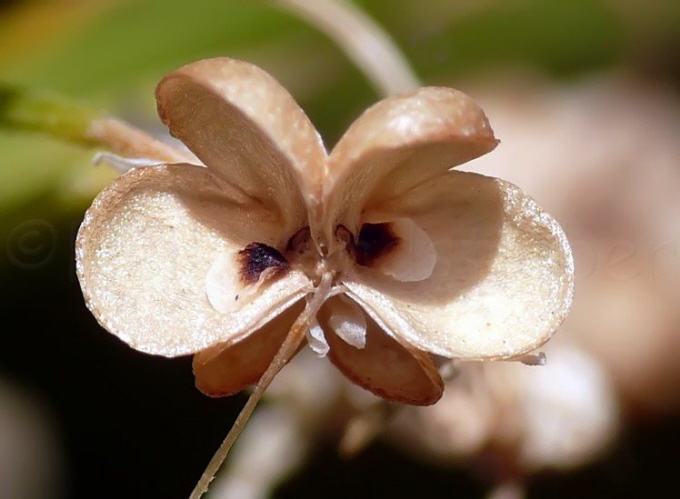 04_Samenstand_Traubenhyazinthen_Muscari