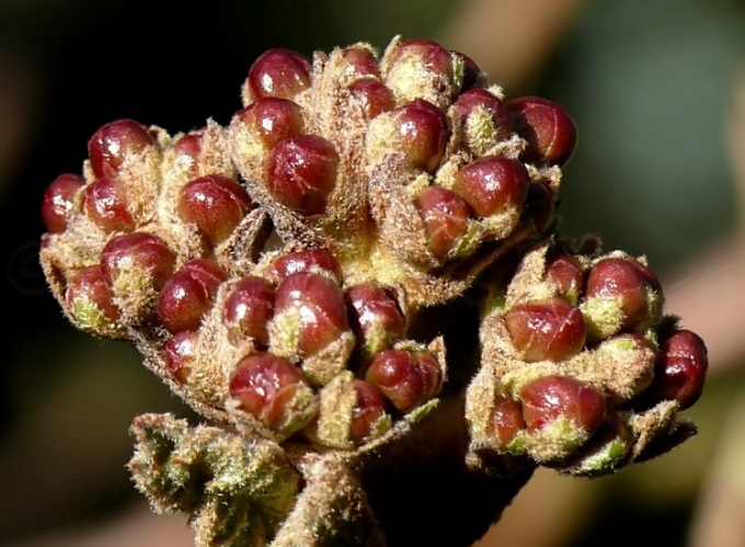 04_Schneeball_Viburnum carlesii Aurora